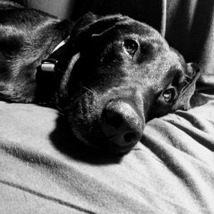 Meet your Posher, Dawn